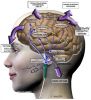 OASIS  PRO - комбиниран апарат за електросън (CES), транс-краниална стимулация (tDCS) с прав постоянен ток, неинвазивна вагусова стимулация (tVNS) и микро-токова електротерапия (МЕТ)